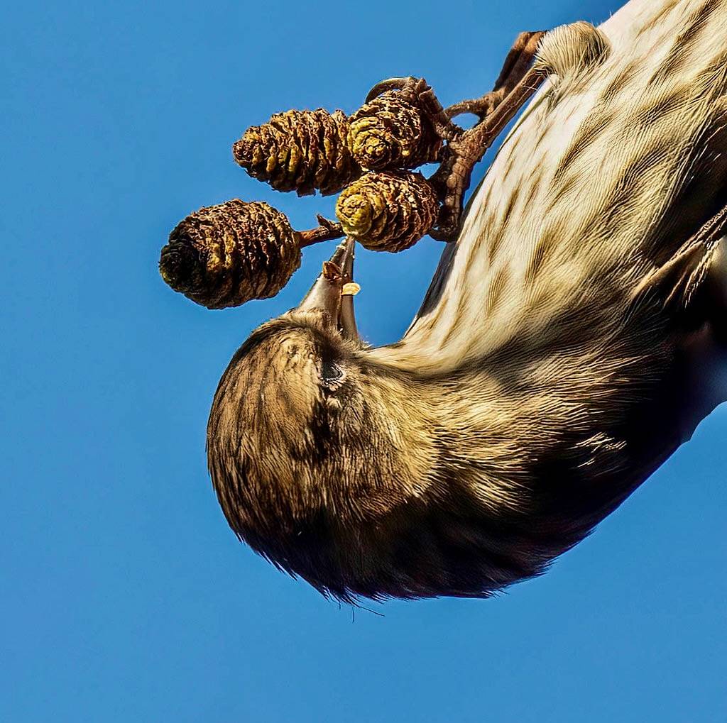 island deborah- New Book 'Song of the Sparrow' vig is licensed under CC BY-SA 2.0.